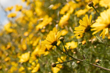 campo di margherite gialle appena fiorite in primavera