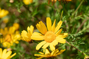 campo di margherite gialle appena fiorite in primavera
