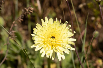 fiore giallo nel campo verde appena fiorito in primavera © enrico