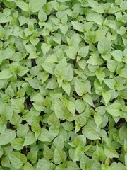 A field of chili plants