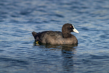 black headed duck