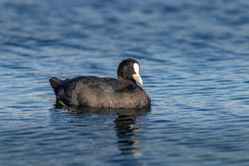 black and white duck