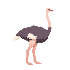 Ostrich. Wild australian animal. Vector illustration isolated on white background