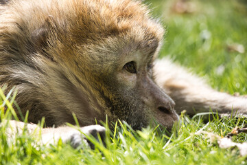 Monkey /Affe
barbary macaque/ Berberaffe