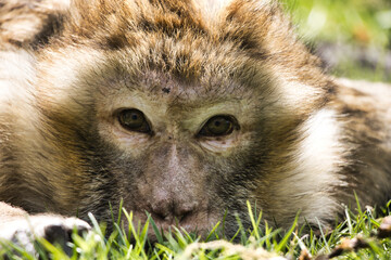 barbary macaque
Berber affe