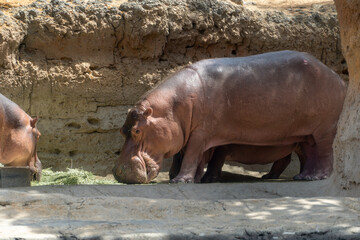 A common hippopotamus (Hippopotamus amphibius) close up eating