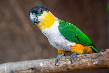 A black-headed parrot (Pionites melanocephalus) close up on a branch.