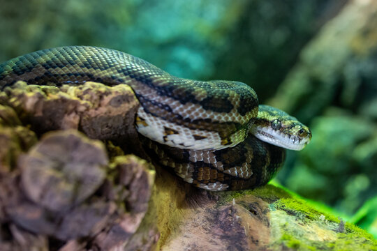 Coastal carpet python (Morelia spilota mcdowelli) close up or the eastern, coastal, or McDowell's carpet python in Australia and New Guinea