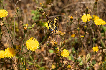 farfalla macaone si posa sui fiori gialli a primavera