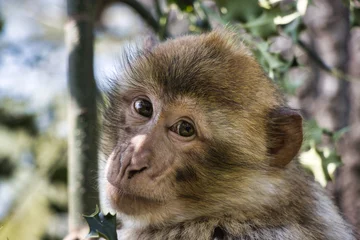 Fototapeten barbary macaque Berber affe © Prieshof PixEL