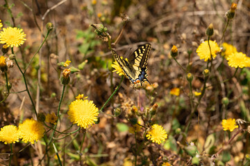 farfalla macaone si posa sui fiori gialli a primavera
