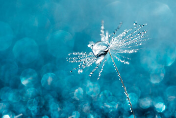 Beautiful dew drops on dandelion seed macro. Beautiful soft blue background. Water drops on...