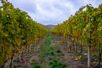 Fototapeta na wymiar The vineyard during the autumn period in the Piedmont hills in the province of Alba.