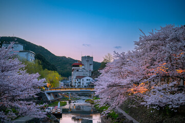 春の宵夜桜の綺麗な長門湯本温泉 - obrazy, fototapety, plakaty