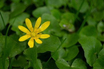yellow flower in the garden