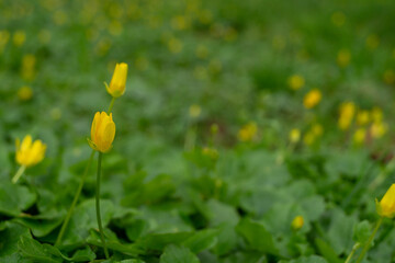 Obraz premium Yellow flowers in the meadow