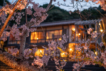 春の宵夜桜の綺麗な長門湯本温泉 - obrazy, fototapety, plakaty
