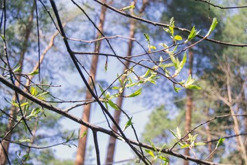 Close-up of a branch with blooming leaves against a blue sky. Spring background. The concept of a new natural cycle, the origin of life.