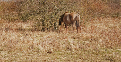 Konik wild horses in March in Saxony Anhalt © BabettsBildergalerie