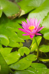 Beauty pink lotus flower