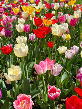 beautiful colorful tulip flowers at garden in a sunny day