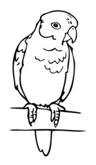 Vector illustration of black and white lovebird. Hand drawn parrot sitting on branch.