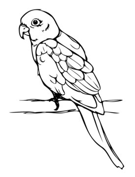 Vector illustration of hand drawn parrot. Black and white parrot sitting on branch.
