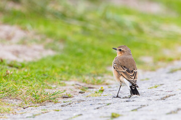 Northern wheatear (Oenanthe oenanthe) on Juist, East Frisian Islands, Germany.