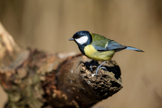 Great Tit (Parus major) in spring in the nature protection area Mönchbruch near Frankfurt, Germany.