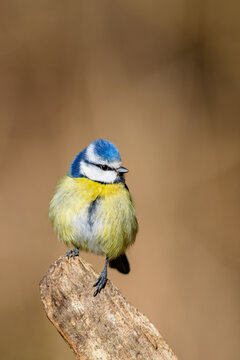 Eurasian blue tit (Cyanistes caeruleus) in spring in the nature protection area Mönchbruch near Frankfurt, Germany.