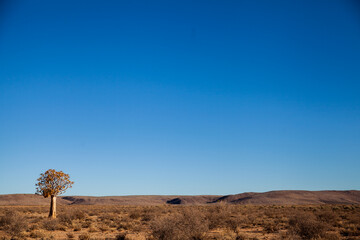 Fototapeta na wymiar Desert landscape with lonely quiver tree