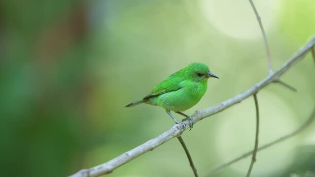 Red-legged Honeycreeper (Chlorophanes spiza) female, resting on branch, Panama, Central America