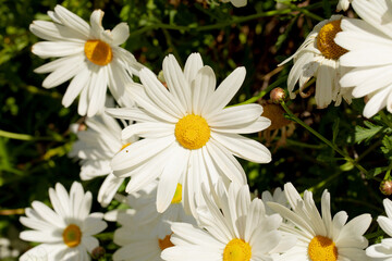 cespuglio di margherite bianche appena fiorite in primavera