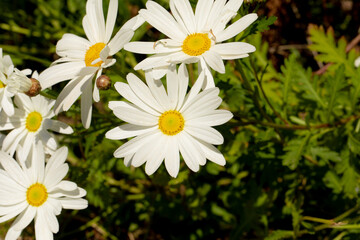 Fototapeta premium cespuglio di margherite bianche appena fiorite in primavera