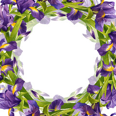 Purple iris. Flowers and green leaves. Watercolor illustration on isolated white background. Ready-made square template.