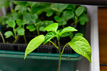 pre cultivating plants indoors in april Sweden