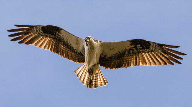 Osprey overhead staring down whole hunting.  Photographed in Shasta County, California, USA.