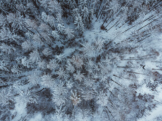 Top down aerial photo of winter trees