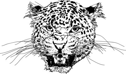 Ilustración leopardo