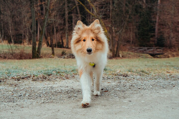 Collie dog looking going towards