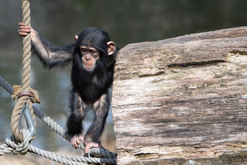 baby chimpanzee; chimp, Pan troglodytes