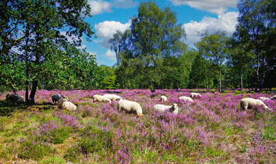 Scenic heath land landscape with herd of sheep grazing in glade of dutch forest  with purple blooming flowering heather erica calluna vulgaris flowers - Venlo, Netherlands, Groote Heide - obrazy, fototapety, plakaty