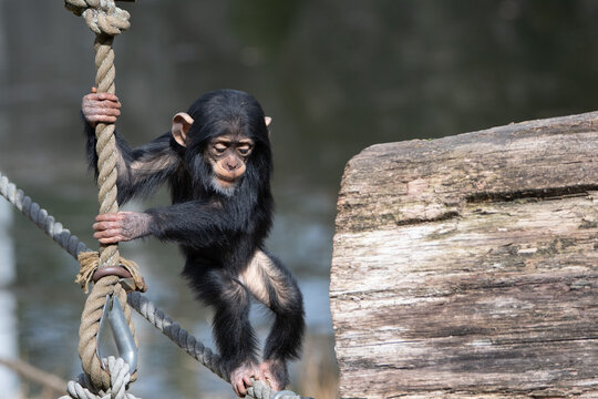 Baby Chimpanzee; Chimp, Pan Troglodytes