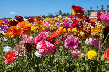 Flowers at Carlsbad Flower Fields, Carlsbad, CA