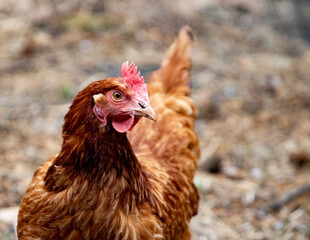 Hen layer chicken watching surroundings while free ranging