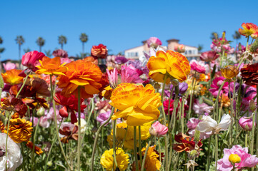 Flowers at Carlsbad Flower Fields, Carlsbad, CA