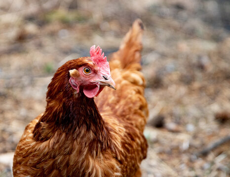 Hen layer chicken watching surroundings while free ranging