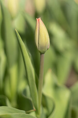 A tulip bud in the spring - 500749219