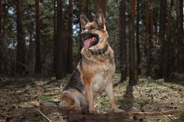 A dog on the background of the forest. A dog in the woods. A shepherd in the forest. A dog on a walk in the woods.
