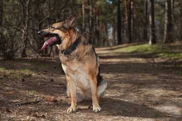 A dog on the background of the forest. A dog in the woods. A shepherd in the forest. A dog on a...